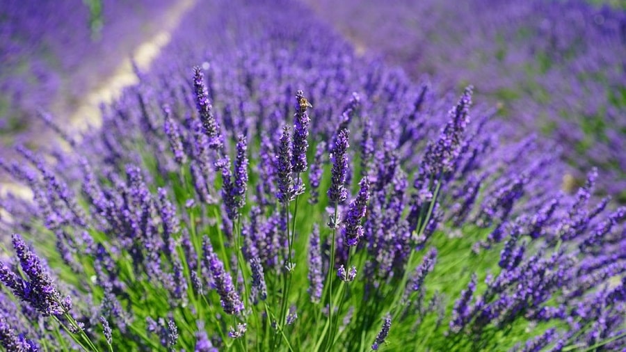 Lavanda in ghiveci: Ingrijire, decor si cultivare usoara în propria ta casa